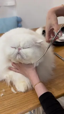 cắt tỉa lông cho bé mèo ba tư trắng #yumipetshop199thanhnhan #cattialongchomeo #groomingspa #xuhướng #fyp #giaitri 