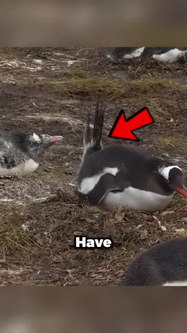 Wait for reason  why penguins shoot poop #viralreelsfbpage  #viralreels24  #crazy  #amazingvideo