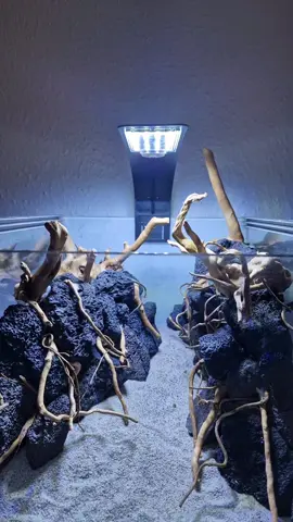 Part 2:  Full breakdown how I created my new aquarium step by step so you can recreate it as well. In this part we are adding detail sticks to the Diorama Style tank creating perspective and a beautiful view for this nano aquarium 👑  #aquarium #fish #plantedaquarium #freshwatertank 