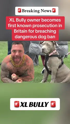 XL Bully owner becomes first known prosecution in Britain for breaching dangerous dog ban #CapCut #breakingnews #news #xlbully #crime #crimetok #crimestory 