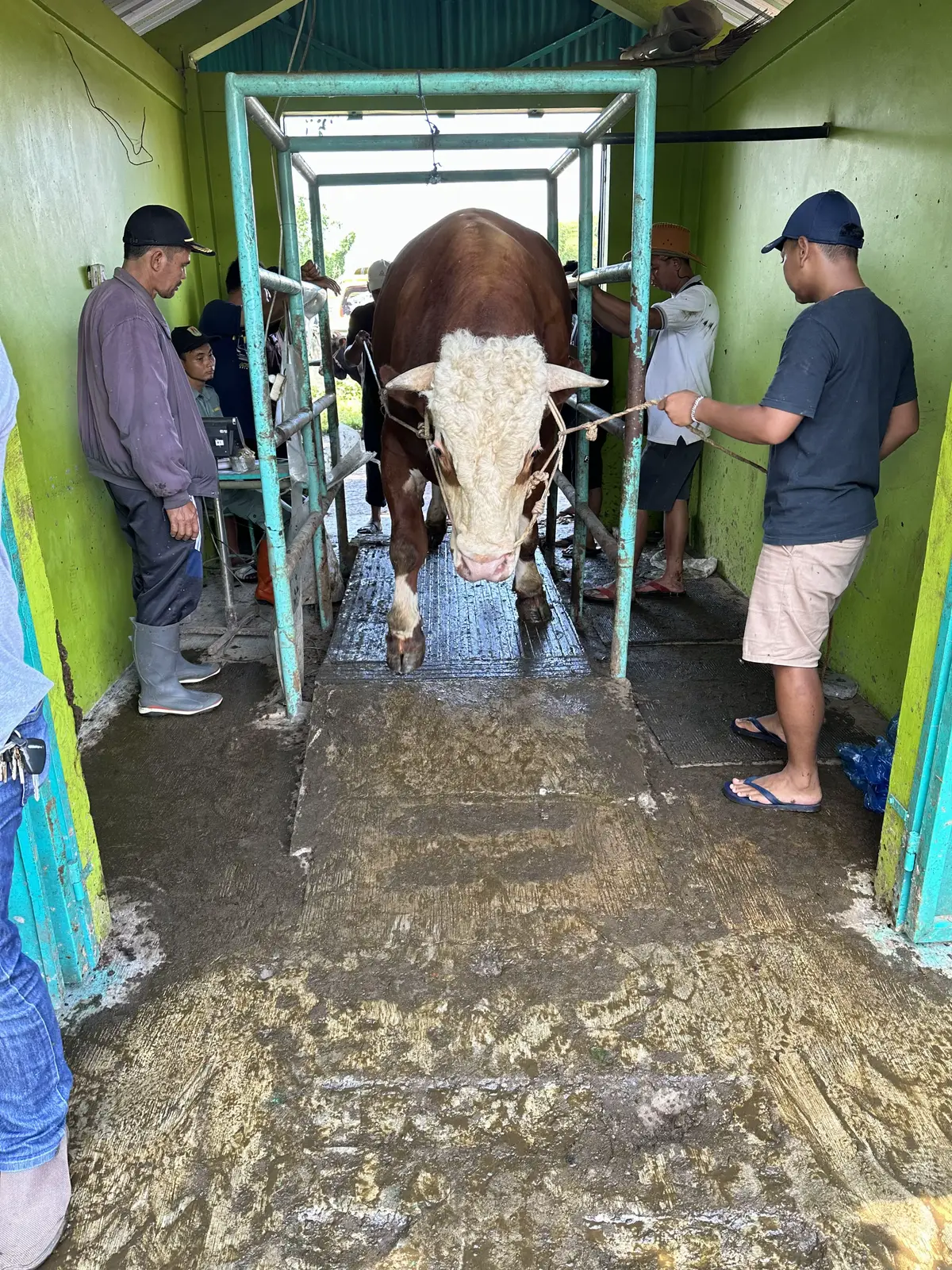edisi duit ra payu🥲#juragansapi #fyp #jagalsapi 