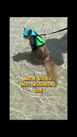 This cat is an adorable adventurer. Rocco is a maine coon the largest domestic breed of cat. #mainecooncat  #adventurecats #cattricks  #travelcat #beachcat #boatcat  #watercat  #CapCut 