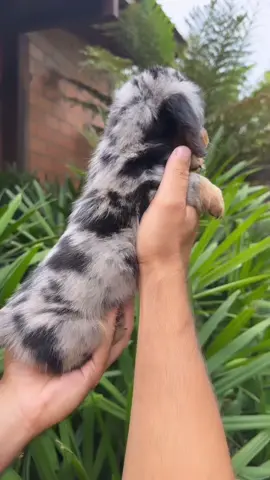 Mofadinho 😍 51995379600 #dachshund #dachshund #dachshundsoftiktok #filhotes #dachshundsoftiktok #dachshund #filhotes #dachshund 