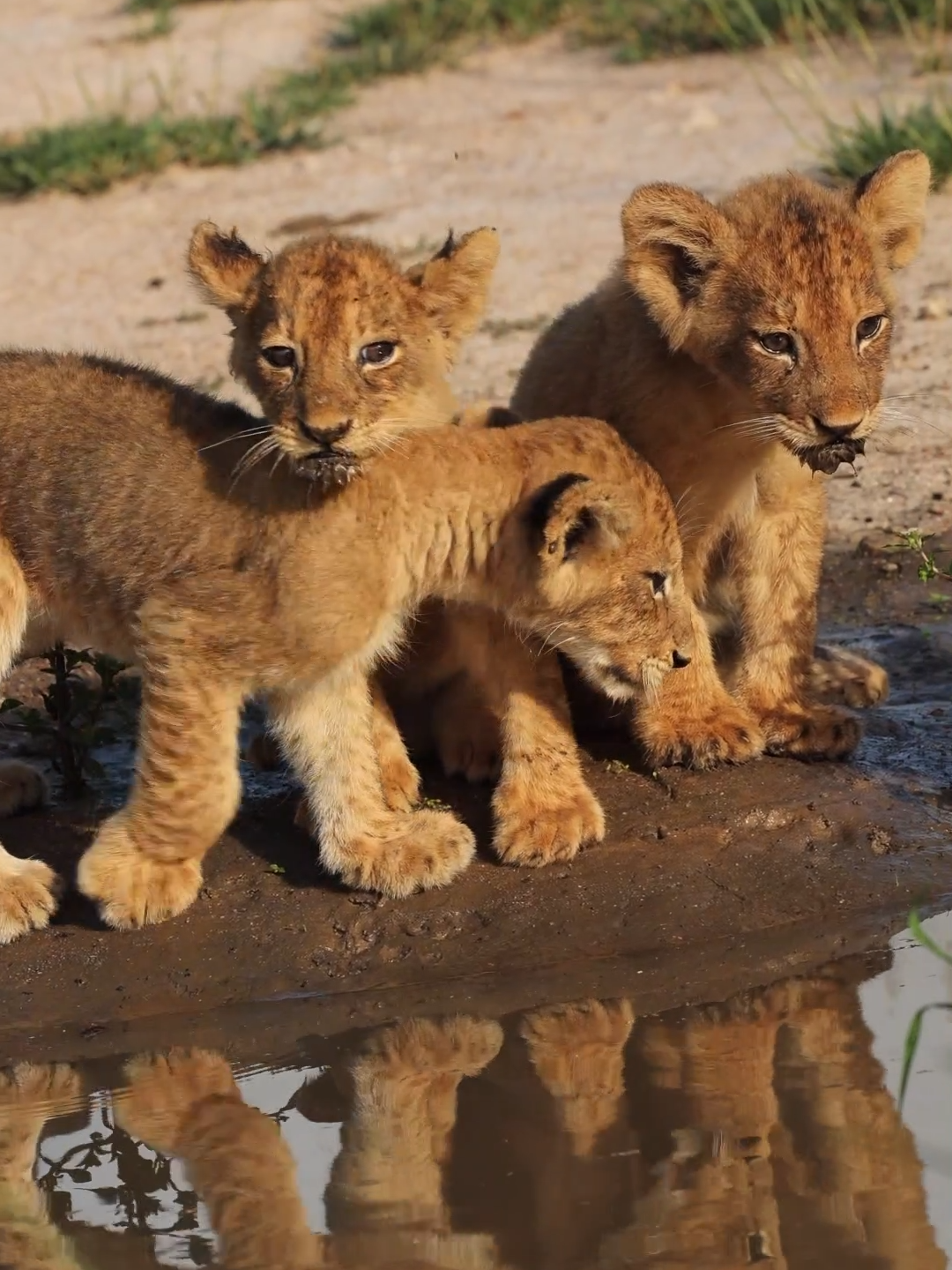 Experience the cuteness overload as these tiny lion cubs gather for a drink. 🦁💕 #lioncub #babyanimals #lion #nature #wildlife #cuteanimals #southafrica