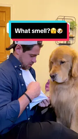 Gary iz overstepping the mark!🤨🐶 #goldenretriever #funnydog #smell 