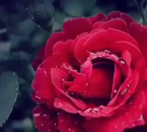 🌹🌹🌹@Rashid Moussa Offiziell #folgtfürmehr #liketfürmehr #kommentiert #s_mardellie47 #fyyy #fypシ゚viral #mardellimusic #mardellimusik #mardellisong #raschidmoussa🇹🇷🔥 #raschidmoussa #raschidmoussaoffiziel #raschidmoussa🇹🇷 #raschidmoussamawal #raschidmoussaold #raschidmoussa🔥 #mardin #arabmardin #herkunft #receptayyiperdogan #mardelli #oldmusik #libanon #türkiyem🇹🇷🇹🇷🇹🇷 #türkiye #🇹🇷🇱🇧 #🇹🇷 #🇱🇧 #mardin #midyat #mersin #rajdiye #mchaschniye #mhalamiye #maasarte #einehand #zusammen #lasstesviralegehen #gehviral #goviral #viralvideo #fypage #fouryou #fouryoupage #fyp #fyyyyy #fypシ 