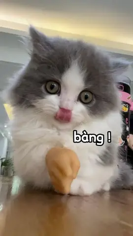 #kitten #kittensoftiktok #fyp #foryou 