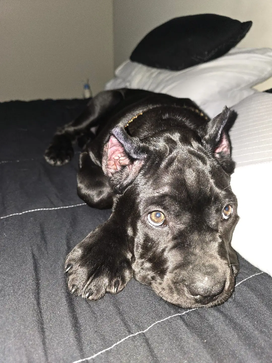 #Jinxiamhim #canecorso #canecorsolove #canecorsopuppy #purebred #corso #corsopuppy #corsosoftiktok #canecorso #canecorsc #canecorsolife #canecorsoitaliano #italianmastif #italianmastiffcanecorso  #italianmastiffpuppy #canecorsoitaliano #Jinxiamhimthecorso #akccanecorso  #wellbredpurebred #purebredgoodboy #Irenesalloukhscanecorsos 