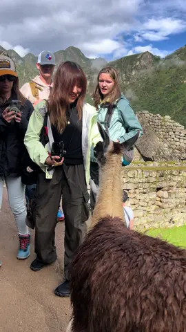 llamas y turistas en Machupicchu  Turistas Asiaticas, Ella se toma rapido la selfie con la llama; se suman los turistas Alemanes en Machupicchu 