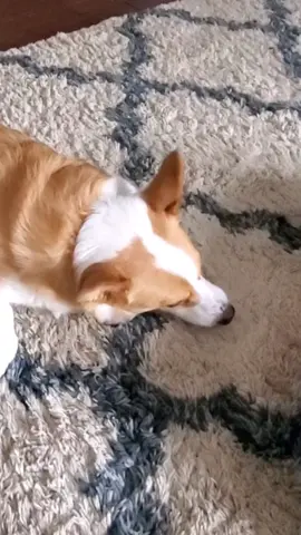 Crunchy Dog Mars Meme Template #crunchydog #dogs #dog #dogmeme #dogmemes #dogsoftiktok 