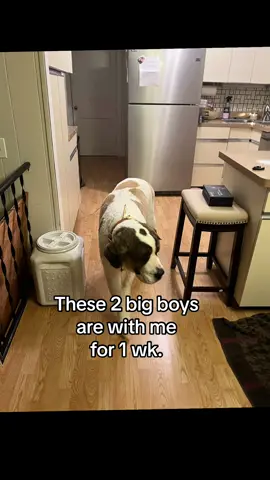 Meet these 2 big giys. My first St. Bernard #stbernard #stbernardpuppy #seniordog #dog #dancingdog #dancedog #dogsoftiktok #dogs #dogapplication #dogsitter #funnydog #rover #wag #roverchallenge #funnydogvideo #swimmingdog #talkingdog #diazdreamdogcare #petsitter #dogsitting #dogmomma #furmomma #poodle #doodle #germanshepherd #pittie #bluedoberman #rottie #sleepingdog #doglove #mom #MomsofTikTok #livehost #live #liveforthechallenge #gravitas #connect #golive #mindset #elevate #dreambig #bigdreams #tiktokshopspringsale #sale #goals #viral #trending #trendingsound 