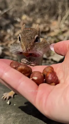Full thumb control! #funny #animals #humor #comedy #cute #chipmunk #charlie #nature #wildlife #fyp 