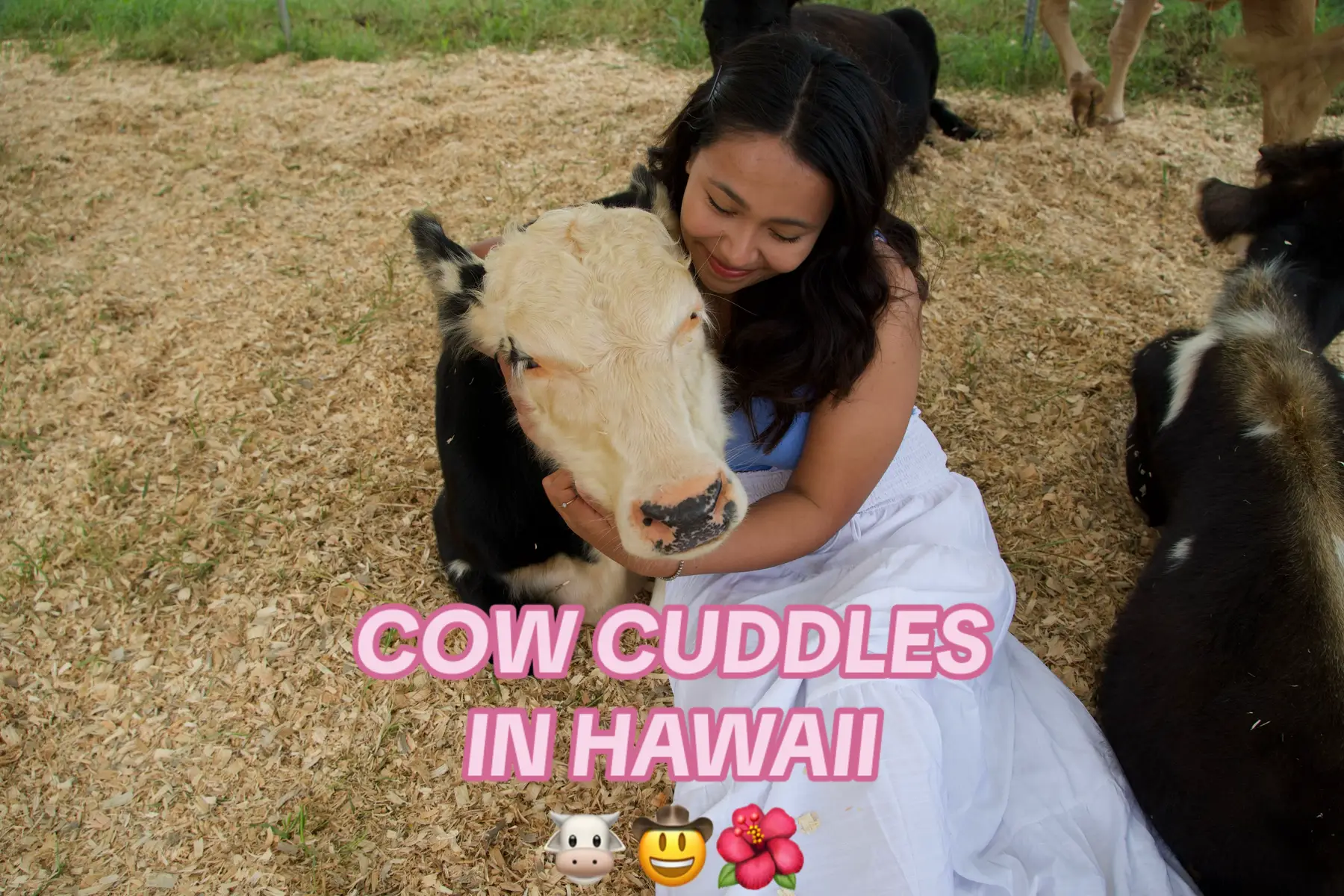 COW CUDDLES = THE BEST CUDDLES 