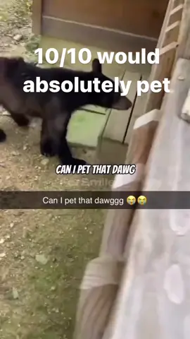 I would absolutely pawsitively pet that 