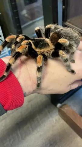 Isnt she so pretty .. Ursula🫶🏻 She is going on 9 years old , and she is such a sweetie 🖤 the kids love to hold her  #petzotics #mexicanredknee #lookatthat #tarantula #tarantulasoftiktok #tarantulatok #tarantulalove #pets #petlover #PetsOfTikTok #fyp #fypシ 