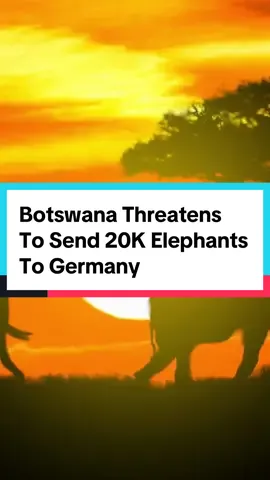 Botswana Threatens To Send 20K Elephants To Germany #germany #uk  Botswana is threatening to send 20,000 elephants to Germany and 10,000 elephants to London. Earlier this year, Germany considered implementing strict limits on the import of hunting trophies in order to curb poaching. And Botswana’s President says that banning the import will only hurt locals. It turns out conservation efforts have exploded the elephant population to over 130,000 and they have no natural predators. So the President says “Germans should live together with the animals in the way they are telling us to”. Apparently the elephants cause damage to property, they eat crops, and trample people. Botswana says it’s a gift to Germany and they will not take no for an answer.