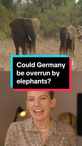 The president of Botswana has threatened to send 20,000 elephants to Germany in a dispute over conservation. #germany #elephants #africa #animals #conservation #c4news 
