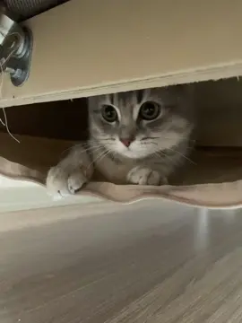 Ben burdayım  #cat #catsoftiktok #pets #keşfet #fypシ゚viral #petlover 