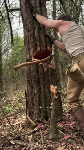 Building a Log Cabin by Hand Part 8! Today we fell some Giant Cedar Trees! These take a lot of work to chop but in the end, we will have great logs for the Walls of the Cedar Log Cabin! Follow for more! #logcabin #cabin #Outdoors #bushcraft #survival #nature #rdr2 #bushcraftsurvival #bushcraftsurvivalshelter #axe #cabinlife #lostintime 