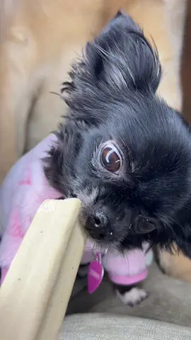Bone Puddin 🦴😂
