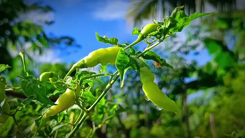 Refres pikiran sejenak dengan pemandangan alam🌿. #cinematic #cinematography #aesthetic #pemandangan #CapCut 