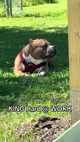 #king #working #gym #Fitness #FitTok #motivation #inspiration #midwestkustomsinc #mystory #overcome #life #extreme #exotic #americanbullys #americanbullyxI #king #kong #MajesticBully #son #americanbully #kingkong #father #sire