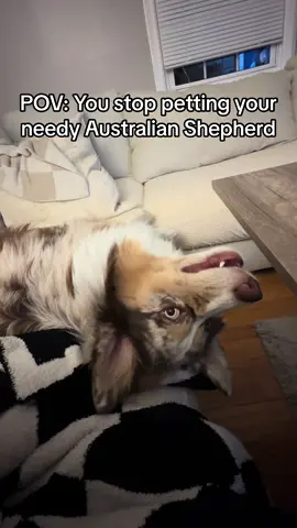 So needy all the time 😂 #velcrodog #velcrodogs #needydog #funnydogs #funnydogvideos #funnydogsoftiktok #dogs #dogsoftiktok #dogtok #funnyanimals #funny #australianshepherd #australianshepherds #aussie #redmerleaussie #aussieshepherd #aussieshep #aussieshepherds #fyp 
