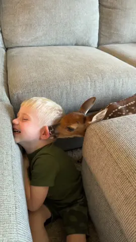 Best friends 👦🏼🦌 #fyp #fawn #rescue 
