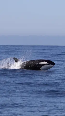 Here’s a quick video from yesterday’s insane Orca encounter. The pods were blasting out of the water swimming about 15 MPH to catch up to the Minke whale for a wholesome meal.  🐳Book now using link in bio🎉 #whalewatching #whale #tail #orcas #killerwhales #breach #jump #fly #low #news #media #lunges #wildlife #montereycalifornia #coast #cali #sun #fun 