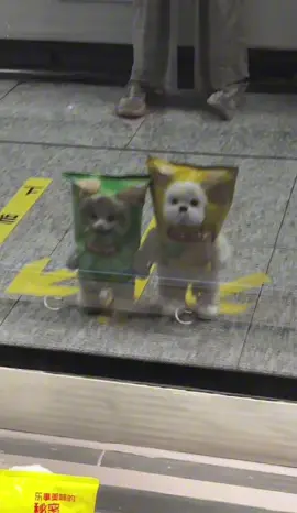 Encountered potato chip kitten and potato chip puppy on the subway#teddy #cat#cutepet #doll #Chongker 