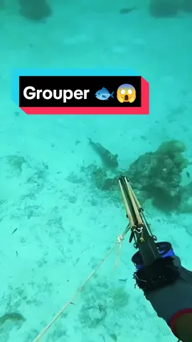 Spearfishing Grouper 🐟😱🔞 #spearfishing #fishing #usa_tiktok 