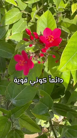 كوني قوية 💓.. #كوني_قوية #كاظم_الساهر #explore #كلام_من_ذهب #كاظم_الساهر_حب#كوني_قويه_لاجل_نفسك  @خواطر🕊️ #خواطر 