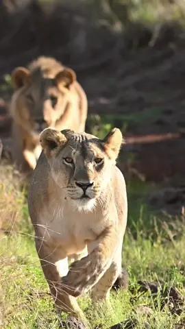 Its never easy tracking down a good meal when the teenage boys are around. Filmed in Kenya’s Lewa Conservancy. 🎥 by IG: lukestreetphotography and @Wild Eye  #lion #wildlife #africa #kenya #naturefile #wildlyafrica #fy 