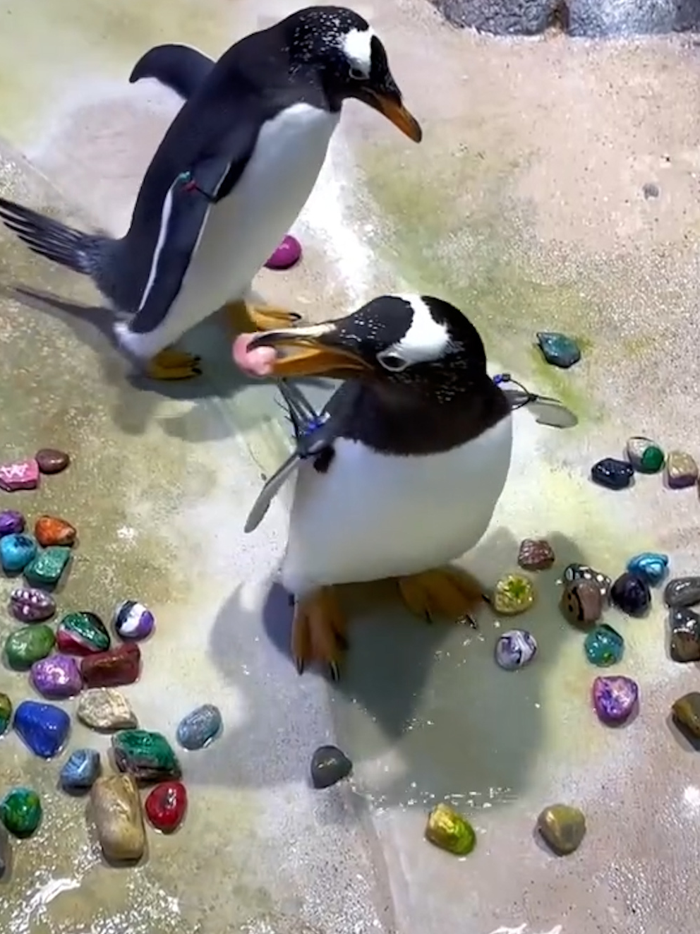 PENGUINS Give Special Pebbles! 🐧🥰 SWNS / Detroit Zoological Society/AMAZING ANIMALS+ /TMX #lovethis #lovethisnews #penguin #penguins #Love #giftgiving #lovelanguage #zoo #detroit #happyanimals