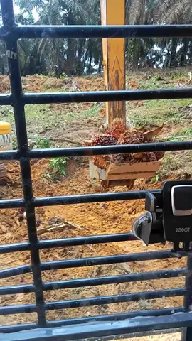 Ciping gak jual buah sawit nya Rugi dong ya gak cs 🤣 @panduwinatamanurung  #JelajahRamadan #fypシ #fyp #opratormuda_punyacerita #exavatorindonesia #tambangbatubara #eksavator #cipingsawit 