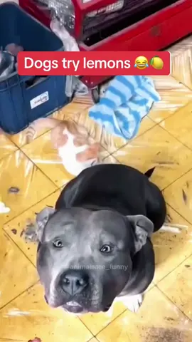 Its the instant betrayal on their faces Vc-@Pet-Honey #pulsenigeria #tiktoknigeria #pulseviral #pets #dogs #funny #reaction 
