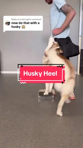 Replying to @ortal ugol You asked, i listened! Heres a Husky ive been training to heel. You can do it with any breed with the right foundations! #DogTraining #dogtrainingtips #dogtrainingtutorial #dogtrainingadvice #huskysoftiktok 