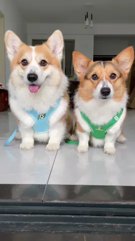#dog #corgi 