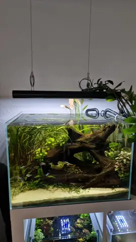My Top Shelf Tank: Nature style Aquascape  An absolute loved style in Aquascaping is called Nature Style Aquascapes / Aquarium. A tank with a very natural plant choice, a lot of different tones of greens and Hardscape that creates a strong connection to nature making it a perfect centerpiece for your home decoration 🙏🏼  Showdowns created by plants and Hardscape get the viewer engaged. #aquarium #fish #plantedaquarium #freshwatertank 