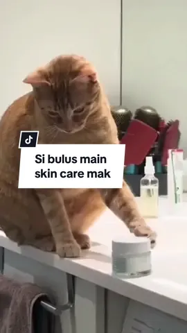 Alamak, ada org tengah record 😹  #rumahanakbulus #kucingtiktok #kucingviral #kucinglucu #catsoftiktok #catlover #kucingcomel 