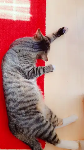#catlover #😻😻😻 