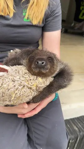 Aluna the baby sloth is soaking up the sunshine! ☀️🦥 #animals #sloth #cuteanimals #fyp #foryou