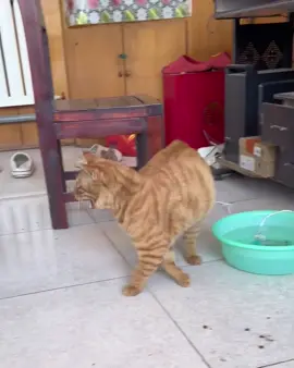 It scared me. #fyp #cat #cute #funny #funnyvideos 