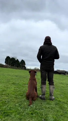 Training with Gunner …  #labradorretriever #chocolatelab #foxredlab #yellowlab #blacklabsquad #training #teampureflax #gundogtrainer