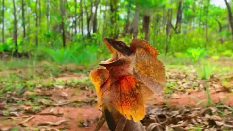 Thằn lằn chạy trốn kì nhông