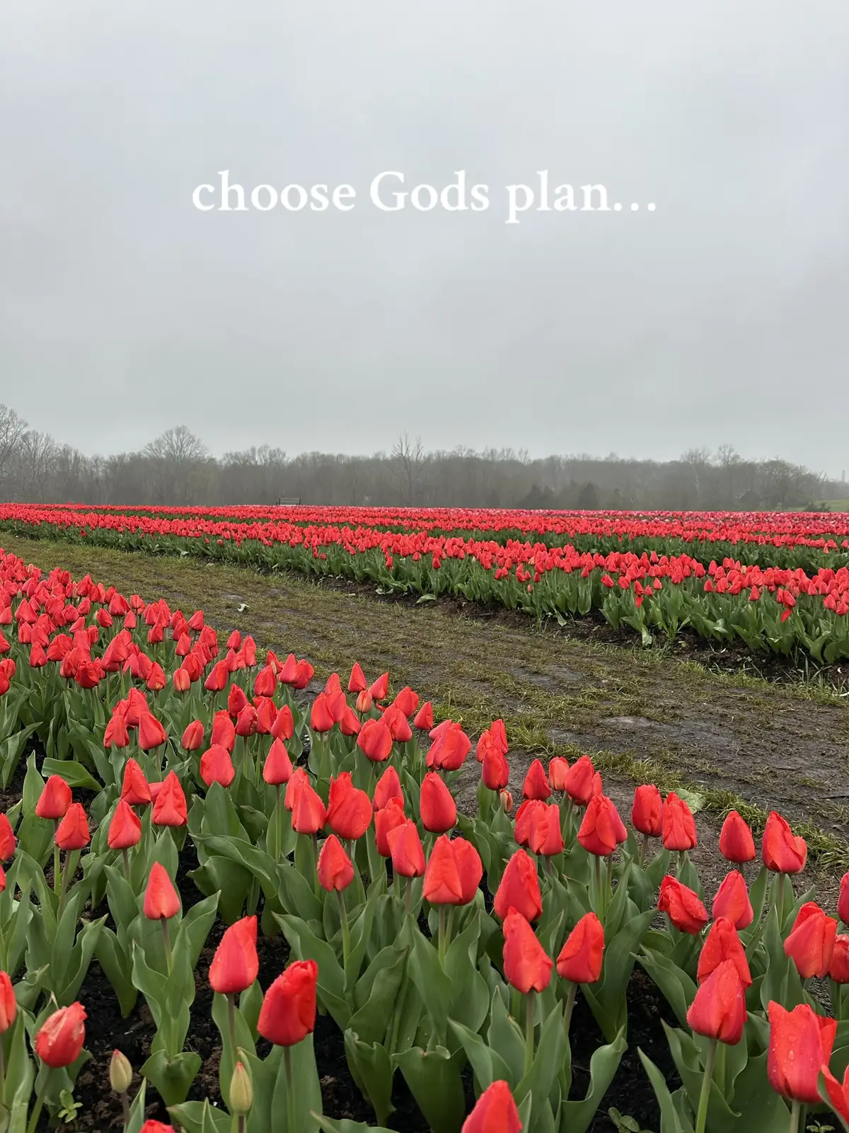 #fyp #fypシ #foryou #foryourpage #parati #christian #christianity #christianitytiktok #makejesusviral #makejesusknown #jesus #jesuslovesyou #jesuschrist #jesusisking #jesusismysavior #jesusteama #godisgood #godlovesyou #diosesamor #bible #Love #church #christiangirl #oibleverse #tulip #tulips #tulipan #tulipanes #jesuschrist #tulipfields #averlymorillo #worshipmusic 