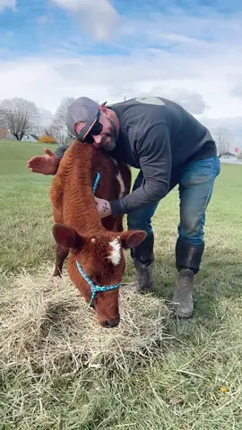 Honey 🍯 is always up for a field trip, whether its to tractor supply like her viral video over the summer or headed to her local elementary school like she did today to snuggle kindergartens #countryboy #bluecollar #calves #farmlife #farmtok 