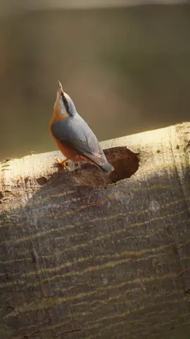 I can’t wait to film them when they have young ones! 😍 Nuthatches use old woodpeckers’ holes for nesting and then collect clay to make the entrance smaller so that predators (and the old owners) don‘t fit. It was very nice to film them in this process and now they already started breeding. 🥰 Sony Alpha 1 | FE 200-600⁣mm⁣ #wildanimal #photoshoot #hide #bird 