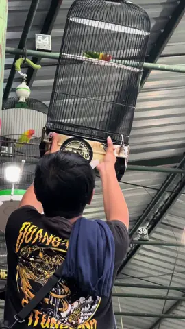 LB.QIU-QIU Latber sore Gt.De Gadjah Bersama Juri ARMER TEAM. #kopijahesf #lbfighter #lbfighterindonesia #lbfighterdurasi #lovebirdfighter #lovebirdfighterindonesia #lovebirdfighterdurasi #lovebirdfighternusantara #lbkonslet #lbkonsletindonesia #lovebirdkonslet #lovebirdkonsletindonesia #lovebirdkonsletnasional #lovebirdkonsletbursa #lovebirdkonsletdurasi #komunitaslovebirdindonesia #komunitaskicaumania #fyp #fypシ #fypシ゚viral 