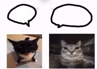 #cats #catsoftiktok 